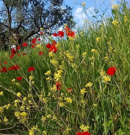 Bed & Breakfast Il Querceto Bosco (Umbria)