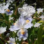 Il Querceto 4*