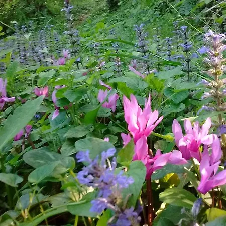 Il Querceto Bosco (Umbria)